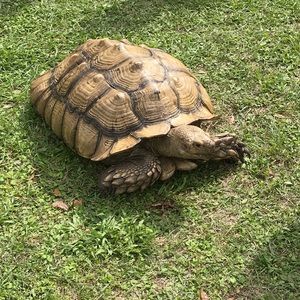 Meet your Posher, Joyce